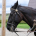 fell ponies therapy for people with dementia