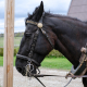fell ponies therapy for people with dementia