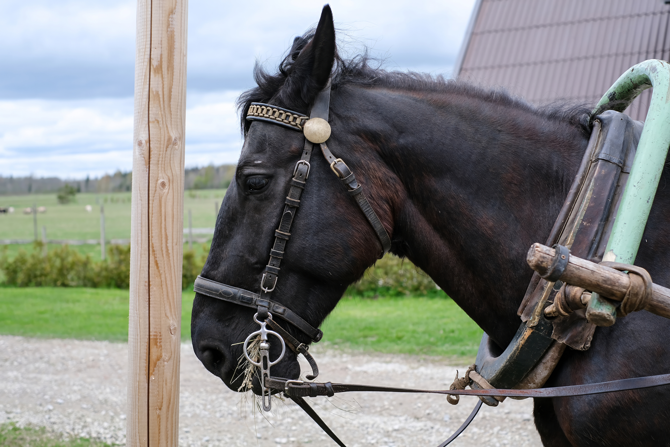 fell ponies therapy for people with dementia fell ponies therapy for people with dementia